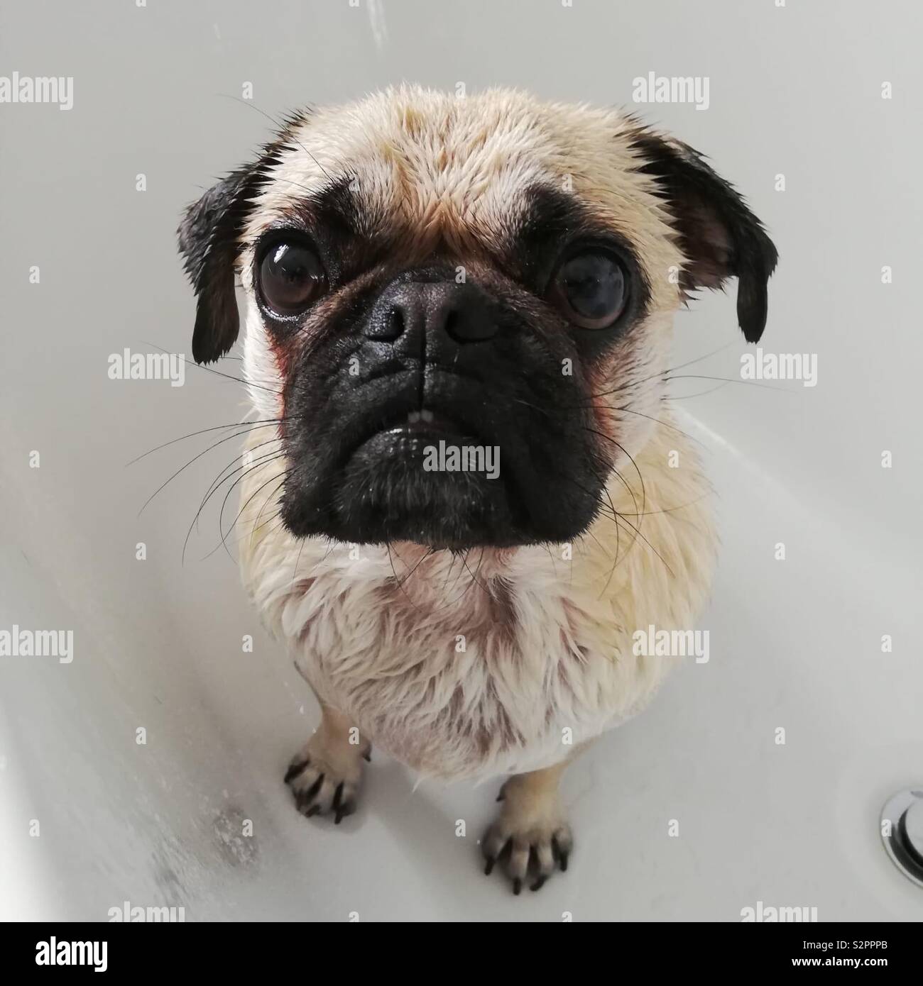 Un, deux ans, homme le Pug, assis dans la baignoire après avoir reçu une douche par son propriétaire. Banque D'Images