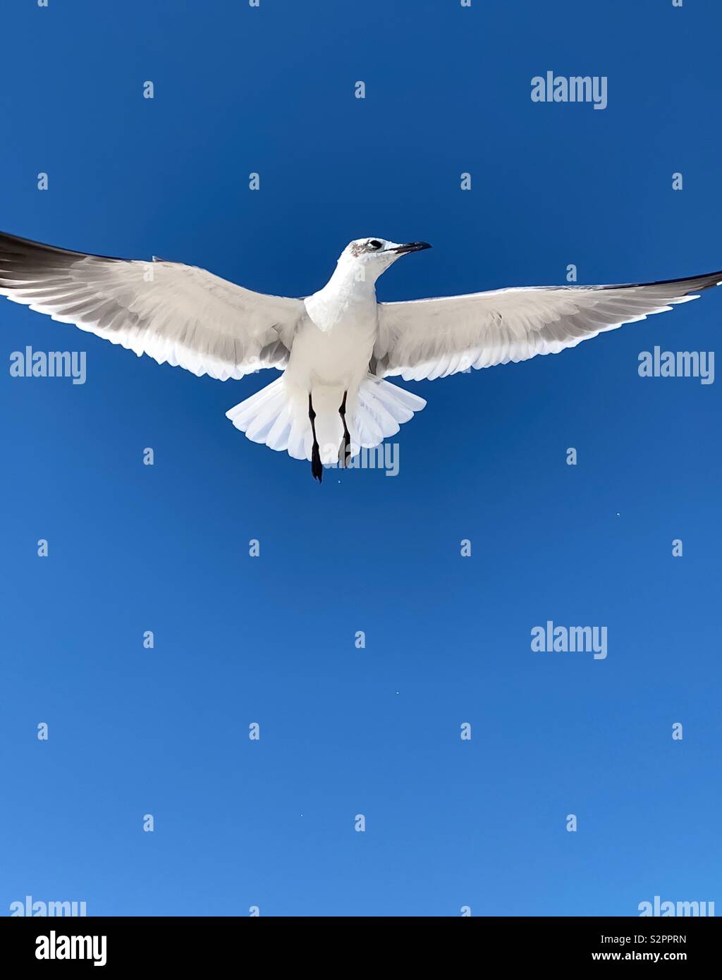 Gros plan du single white gull inflight avec ailes déployées pleinement et beau ciel bleu - Image de stock capturée avec un smartphone