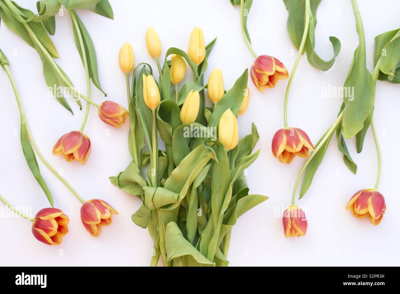 Tulipes ! Banque D'Images