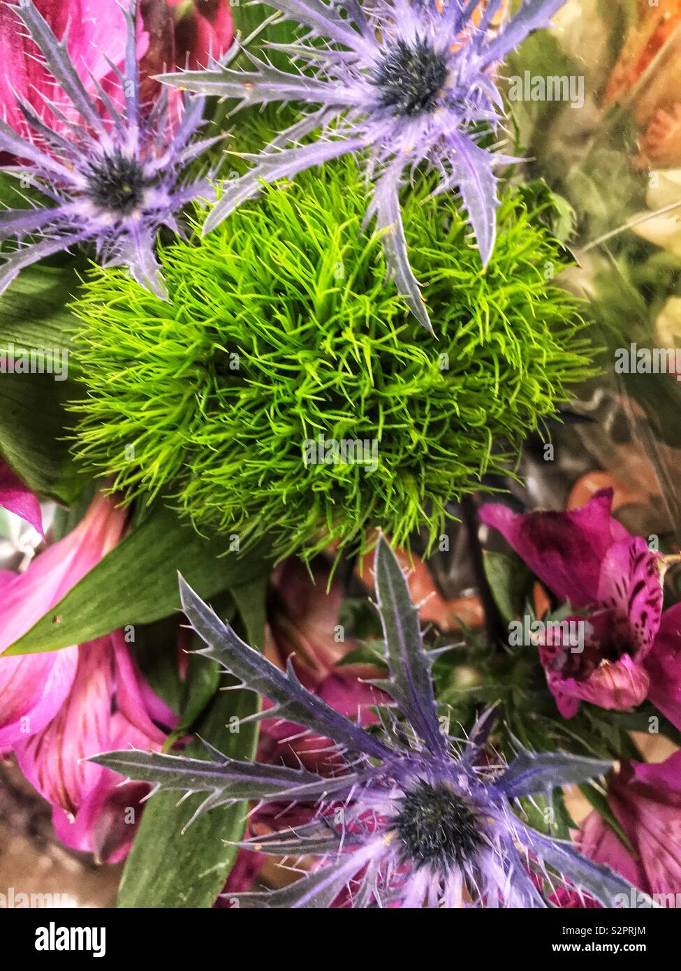 Green Ball, Dianthus dianthus vert frais, fleur verte, green ball fleur, fleurs de mariage, arrangements floraux. - Image de stock capturée avec un smartphone