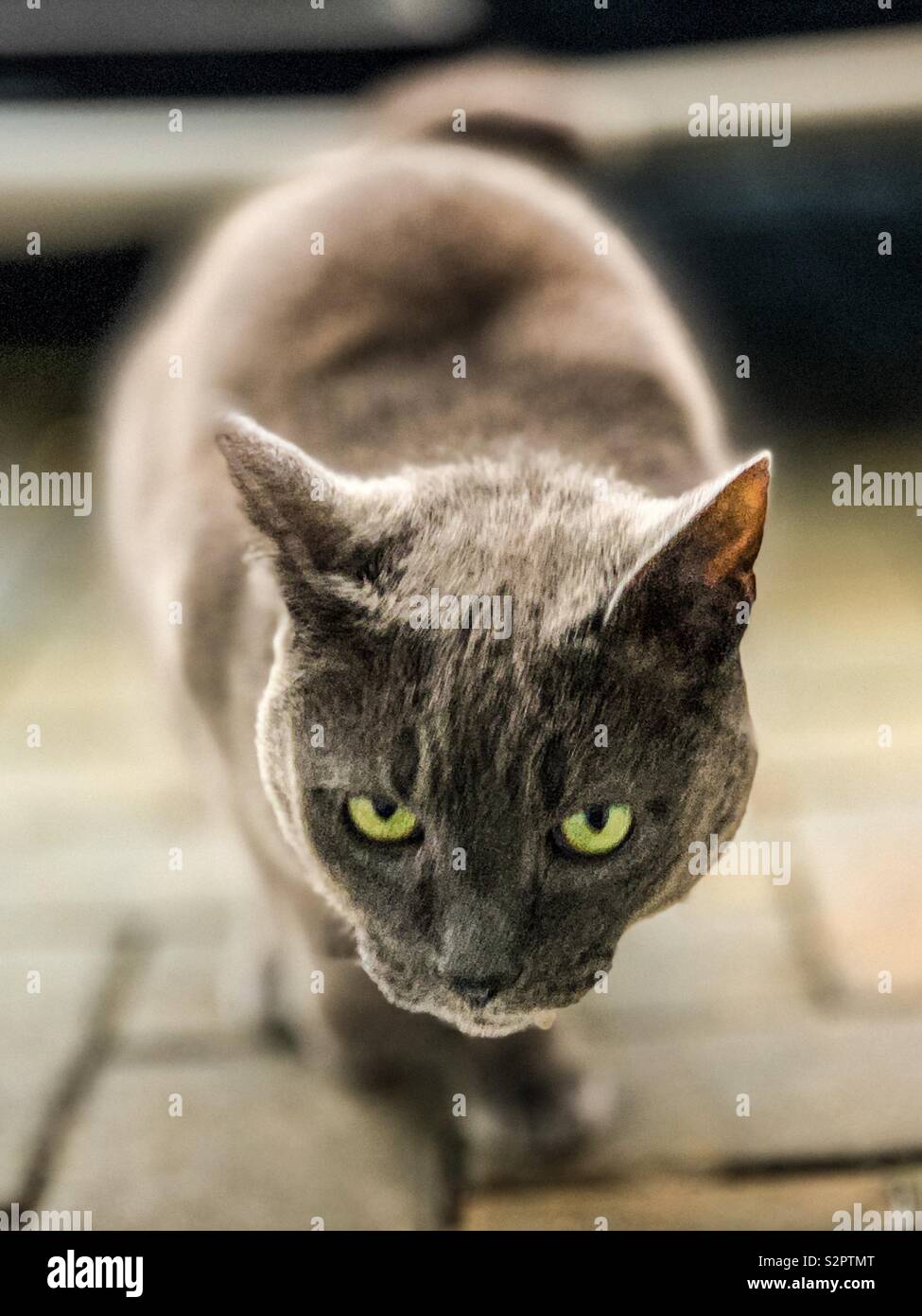 Chat brun foncé Banque D'Images