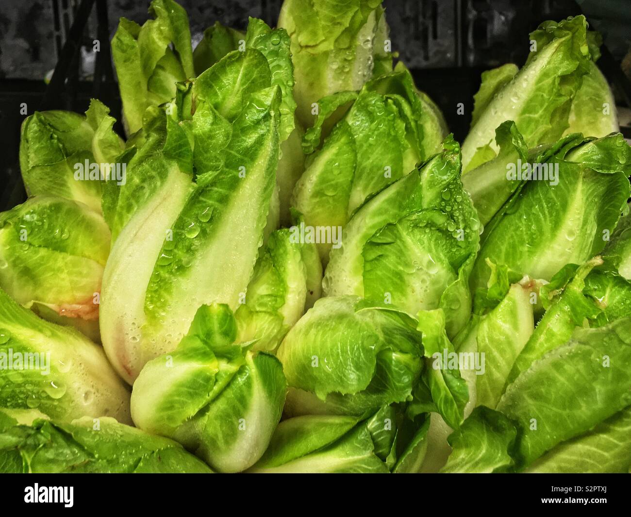 Bouquet de délicieux crus, frais et mûrs endive salad bits. Banque D'Images