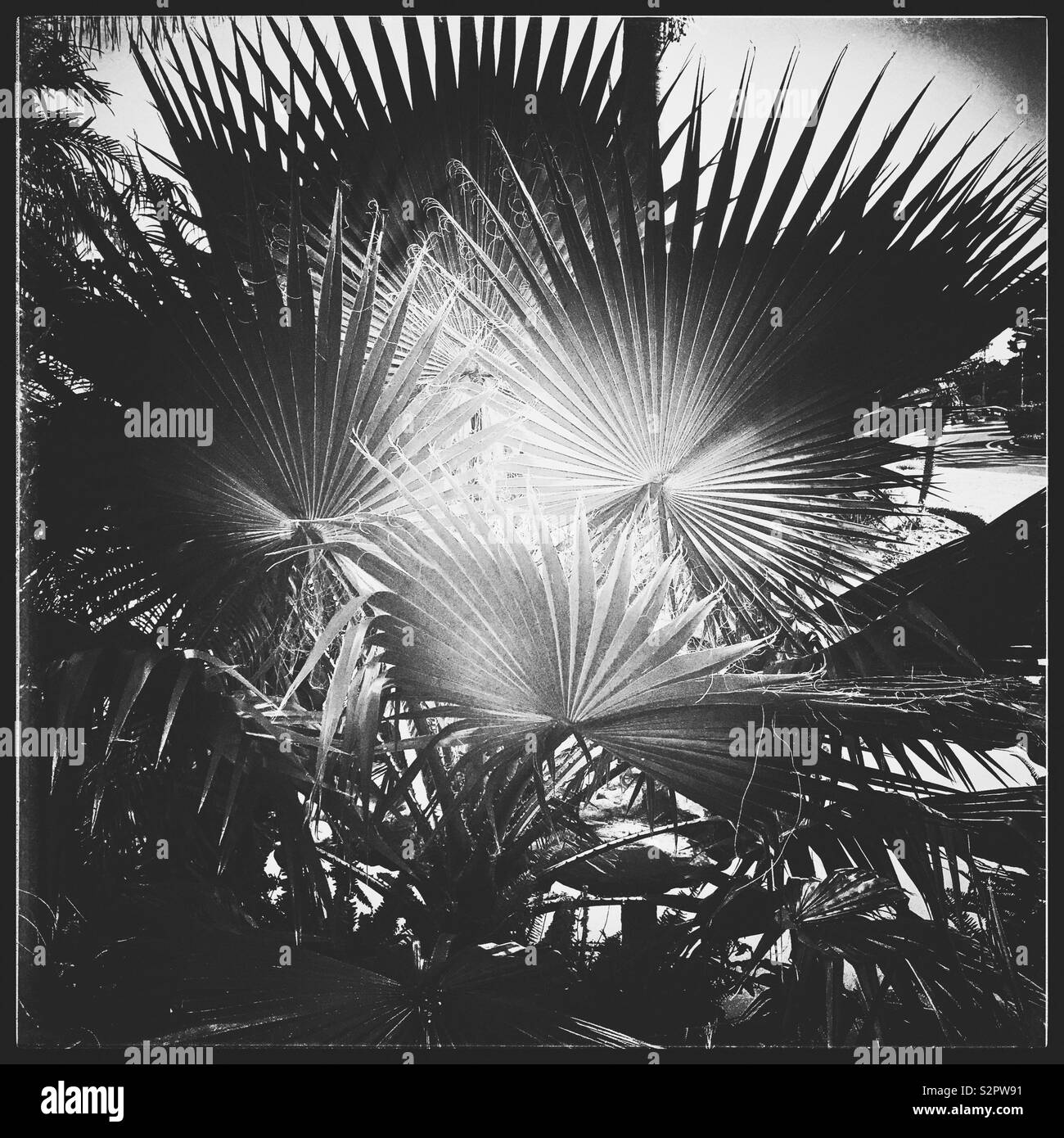 Les feuilles de palmier, photo en noir et blanc. Banque D'Images