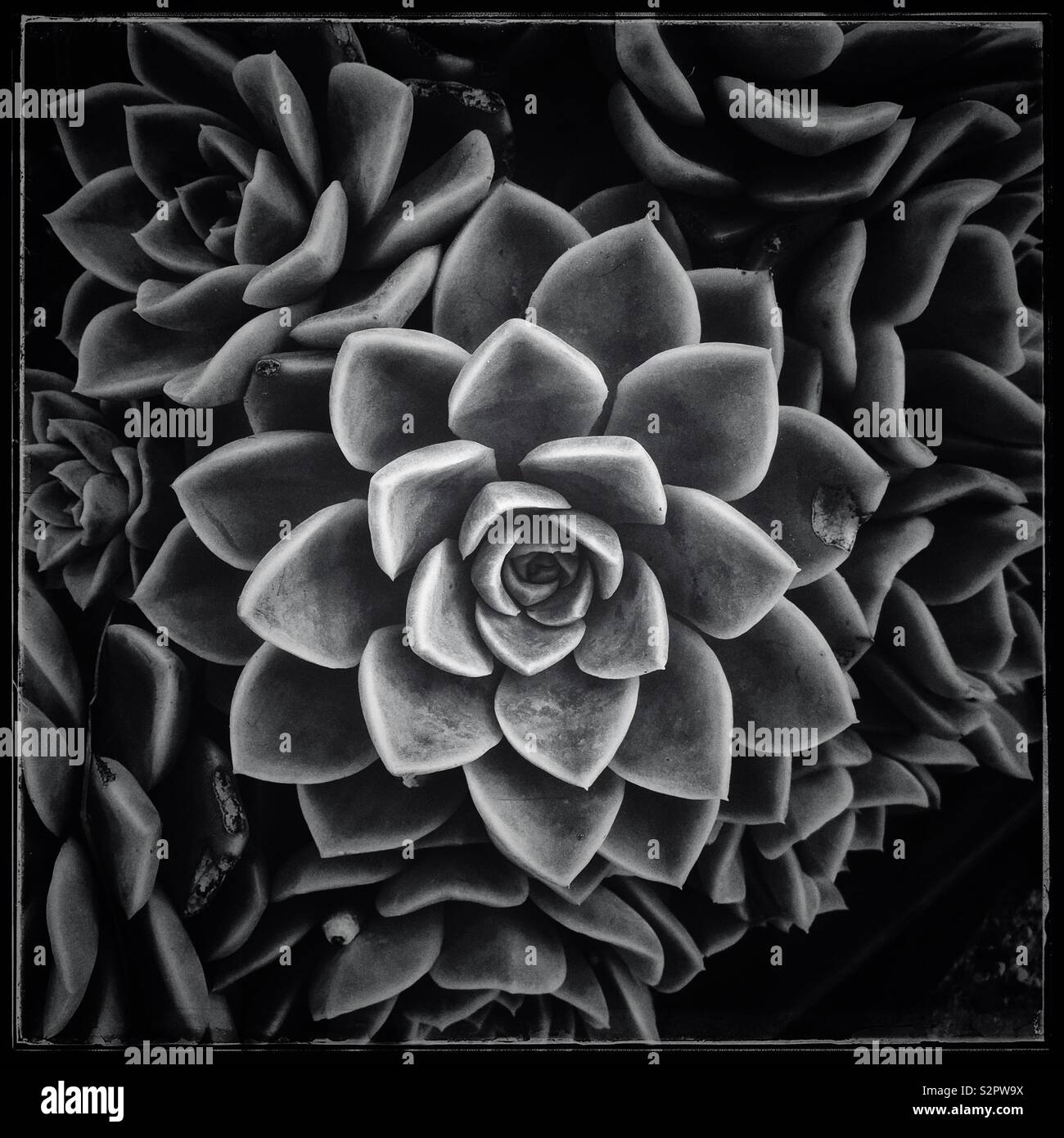 En forme de rose succulent. Photo en noir et blanc. Banque D'Images