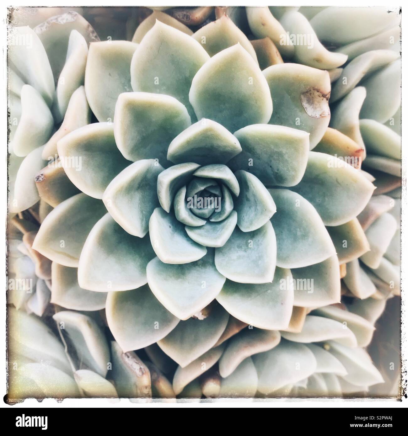 En forme de rose succulent. Banque D'Images