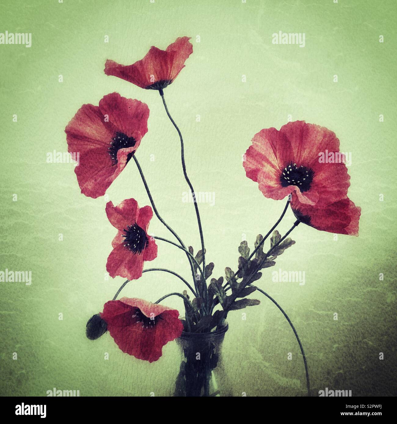 Coquelicots dans un vase en verre sur un fond uni, filtre texture ajoutée. Banque D'Images