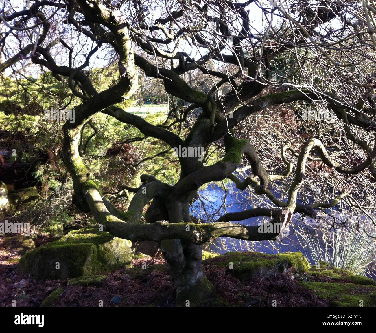 Arbre généalogique Acer japonais en hiver à Homestead Park, York, North Yorkshire Banque D'Images