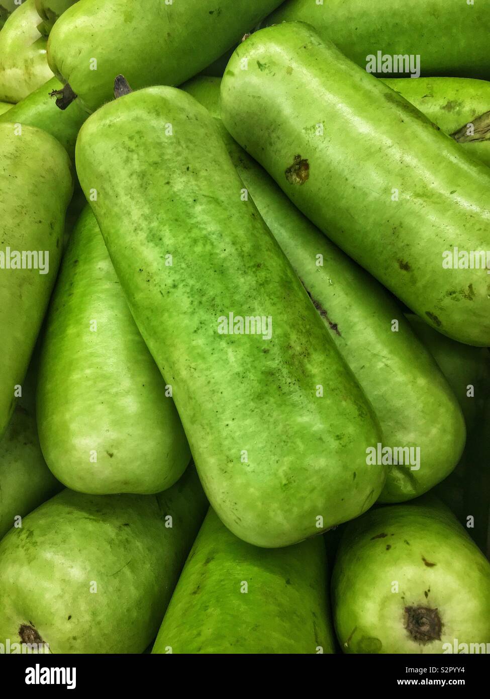 Gros plan plein cadre de délicieux crus frais mûrs vert opo squash. Banque D'Images