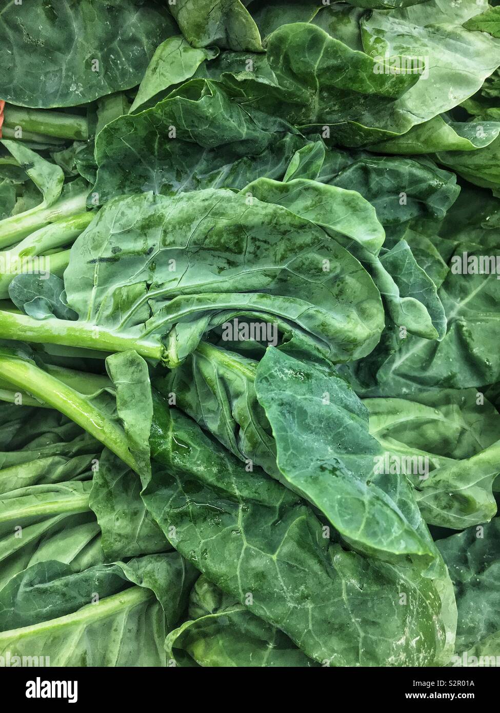 Image complète de produits frais délicieux épinards verts mûrs, Spinacia oleracea. Banque D'Images