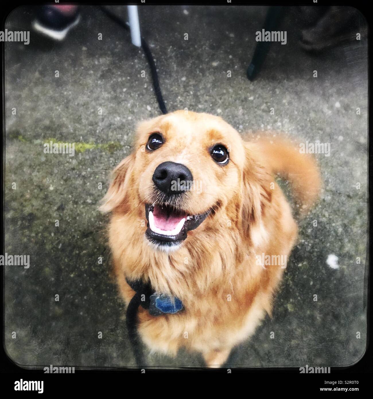 Happy Mini Golden doodle Banque D'Images