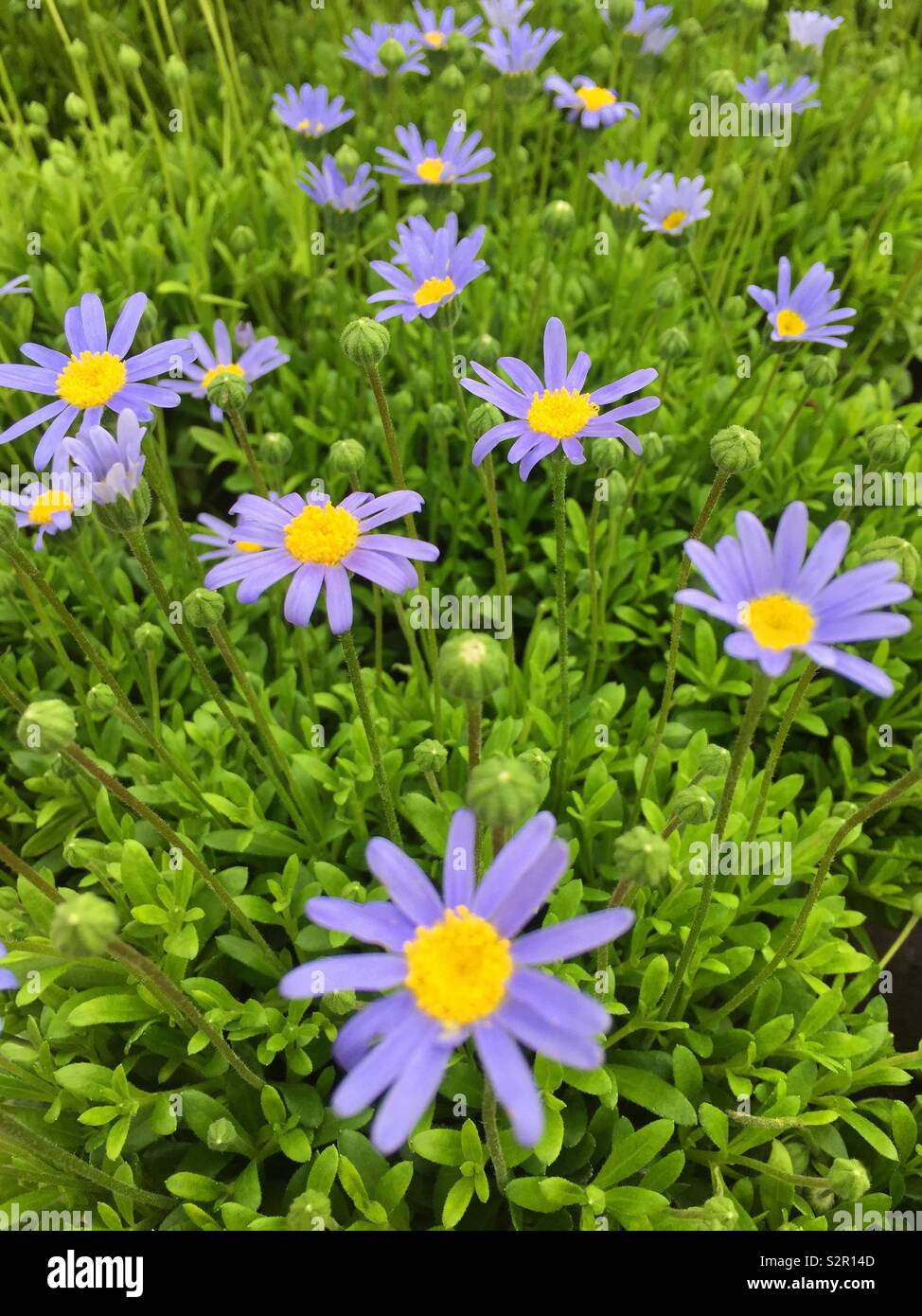 Felicia bleu daisy Banque D'Images Felicia bleu daisy Banque D'Images