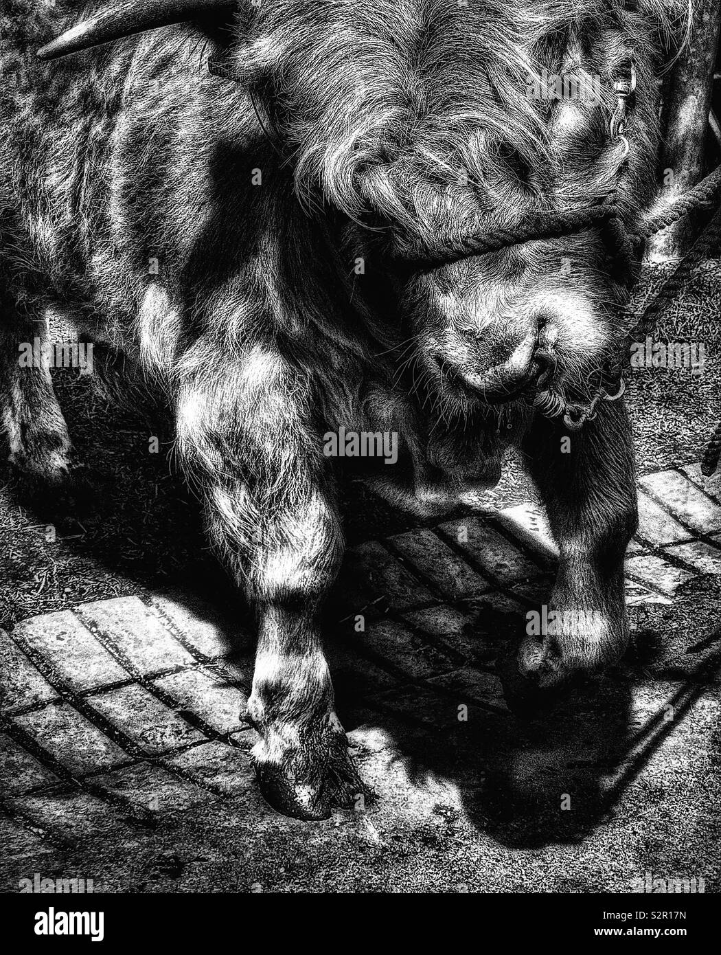 Image en noir et blanc de highland vache avec petit anneau dans le nez et Banque D'Images