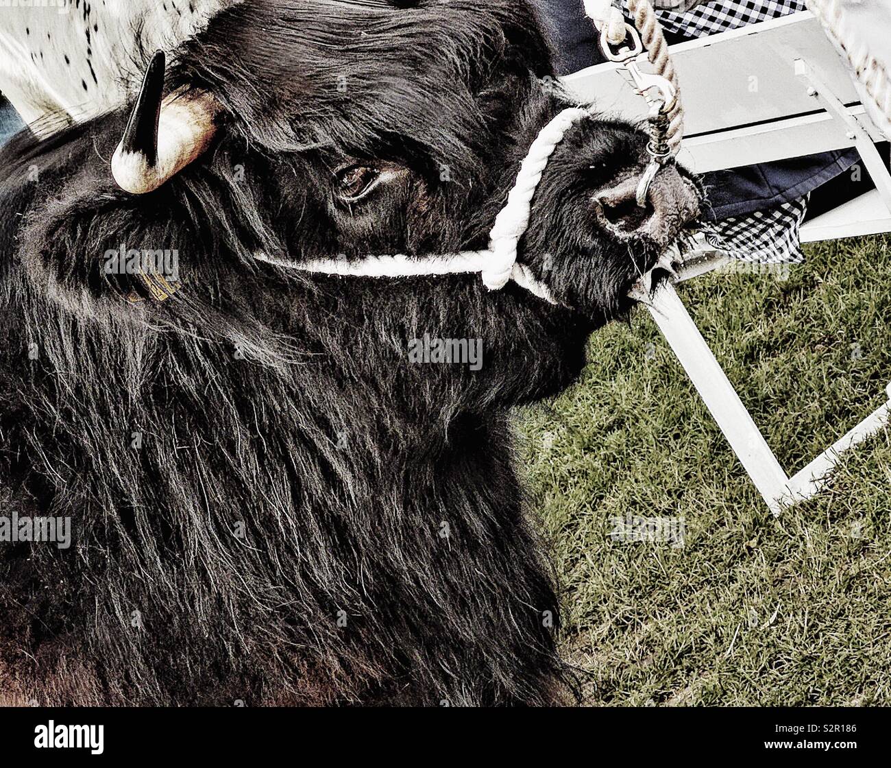 Highland vache détenue sur un licol et avec anneau dans le nez Banque D'Images