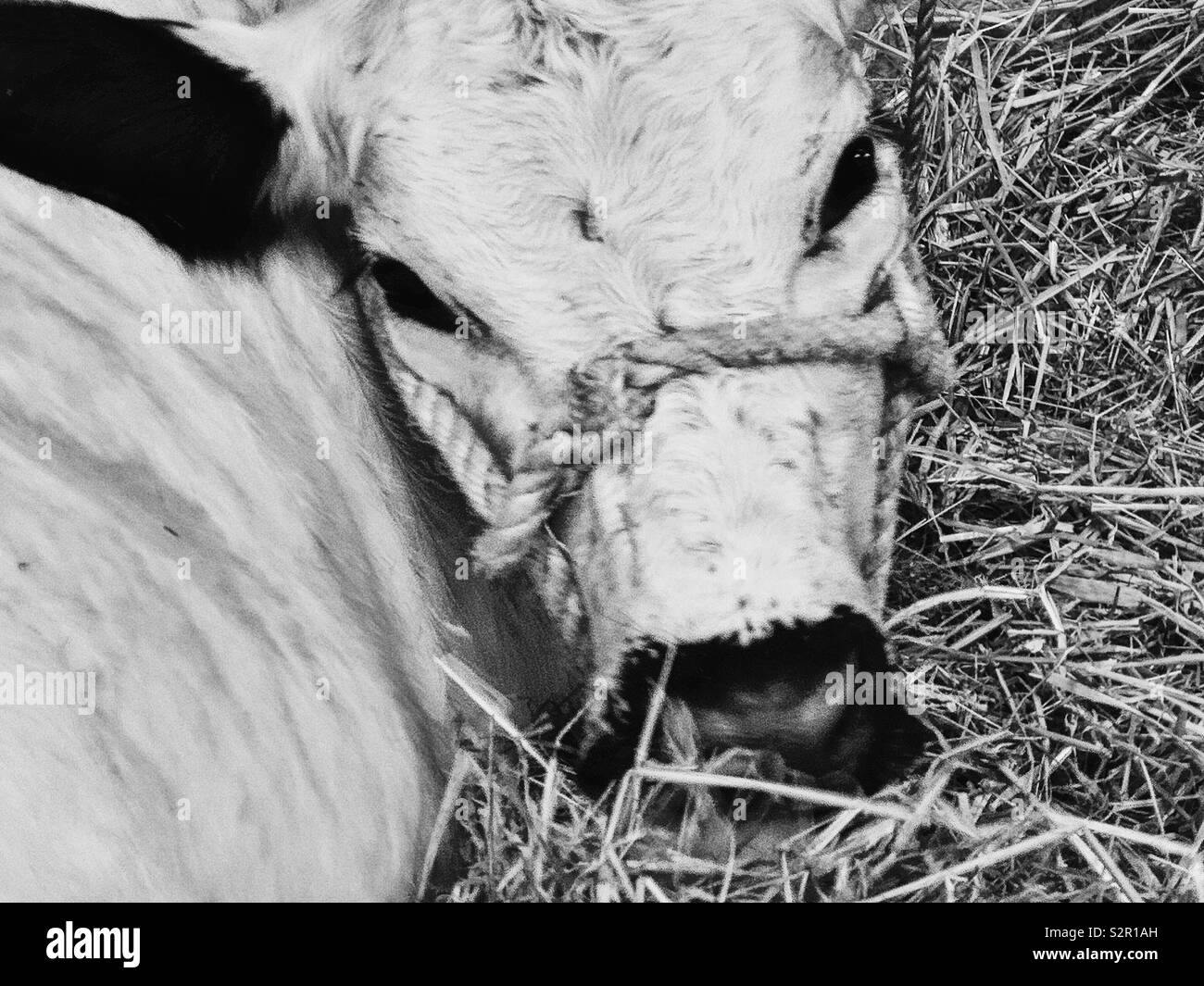 Chef de la vache blanche avec dos-nu - Image de stock capturée avec un smartphone
