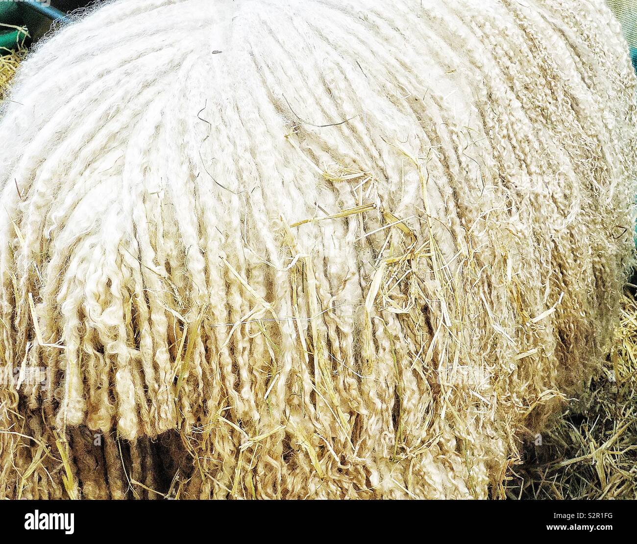 Corps et bum de moutons à poils longs - Image de stock capturée avec un smartphone