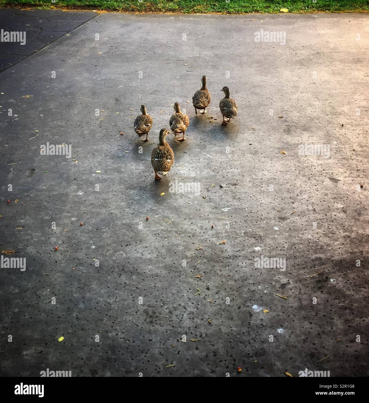 Groupe de cinq canards marchant sur une route - Image de stock capturée avec un smartphone Groupe de cinq canards marchant sur une route - Image de stock capturée avec un smartphone