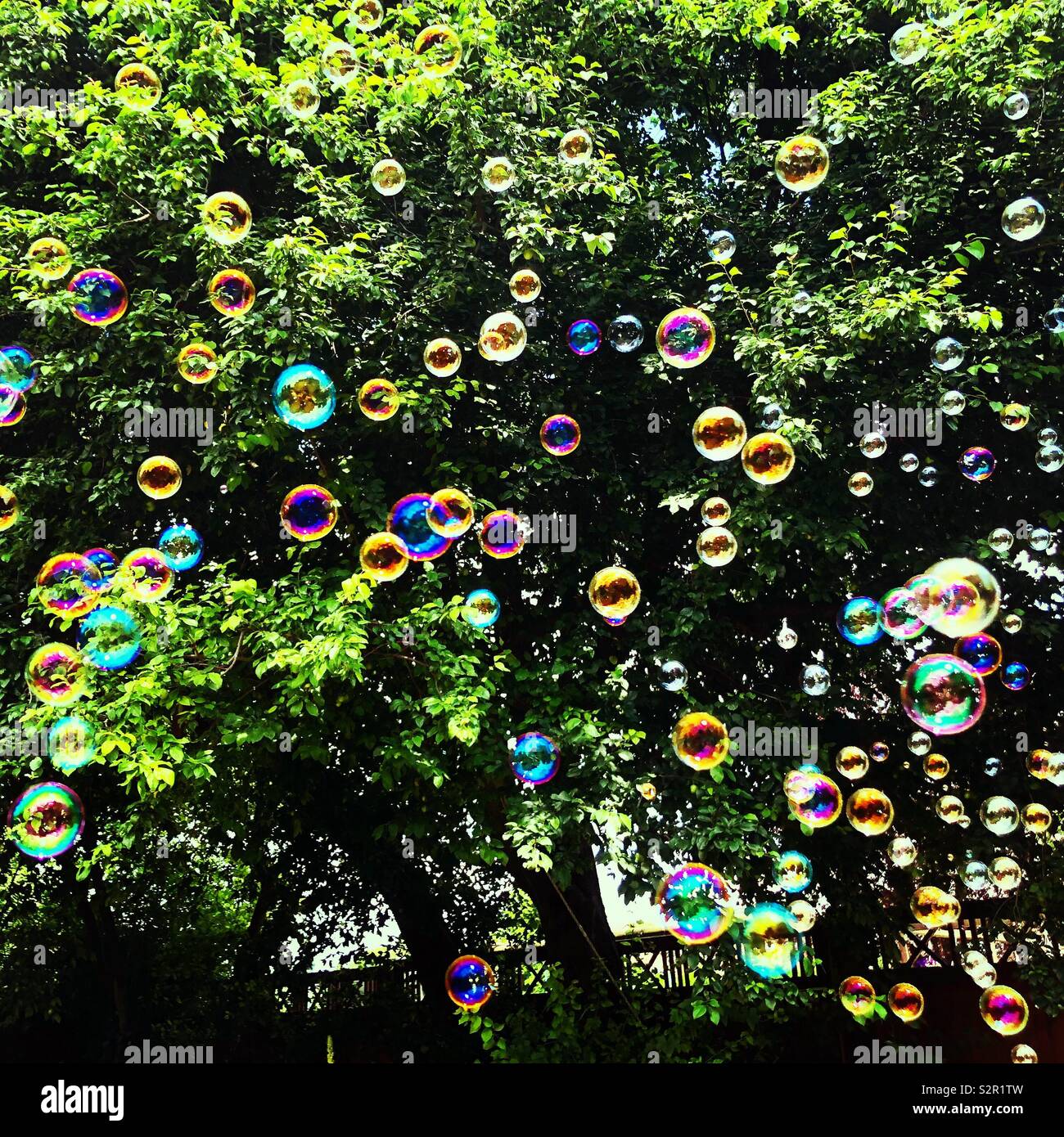 Bubbles floating passé un arbre Banque D'Images