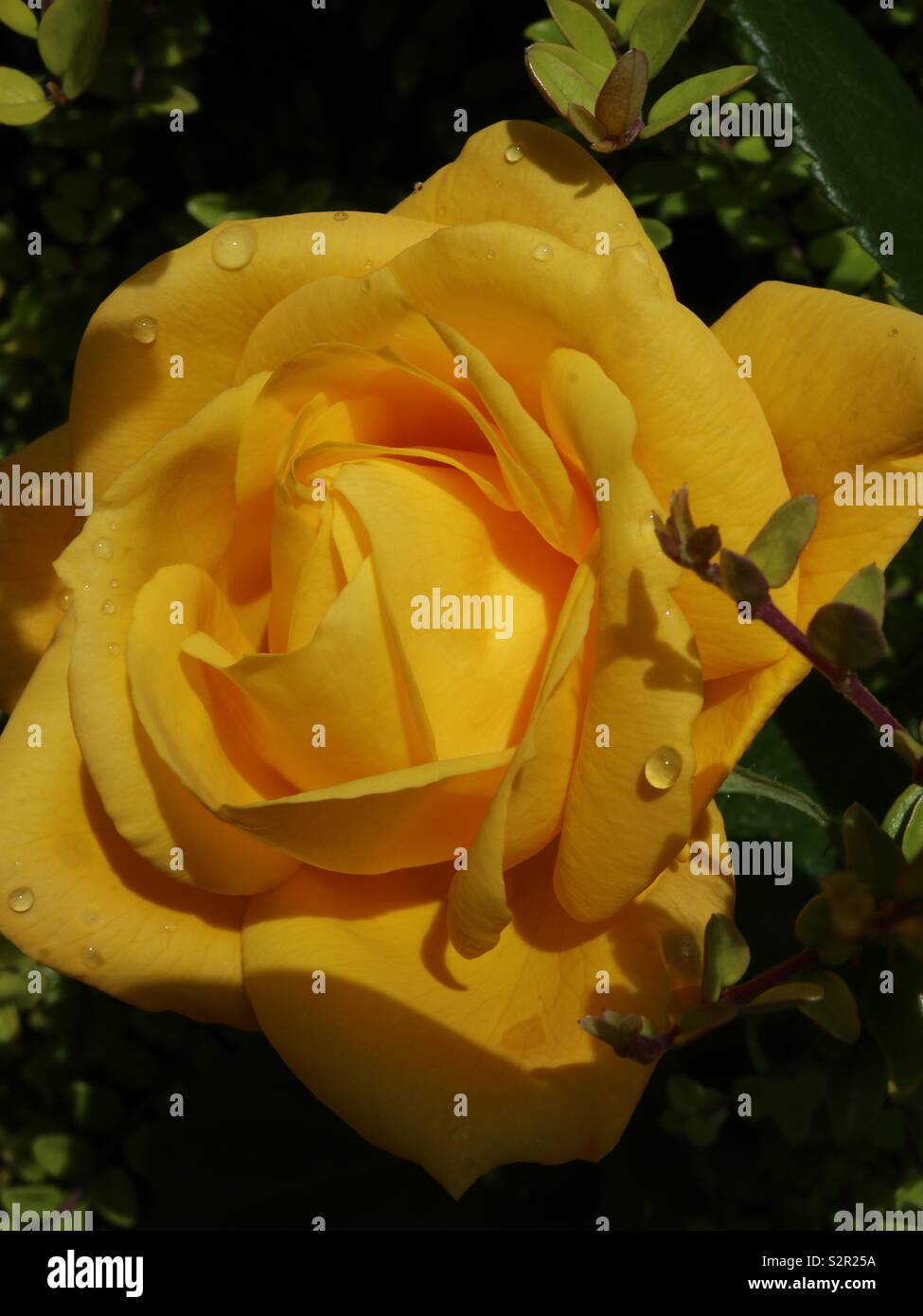 Rose jaune avec une goutte Banque D'Images
