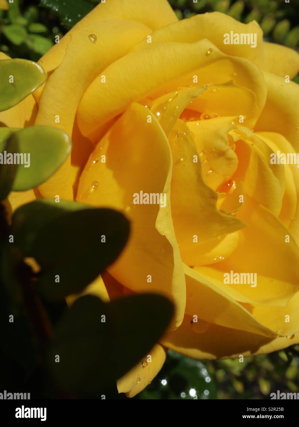 Rose jaune avec une chute de pluie d'étoile Banque D'Images