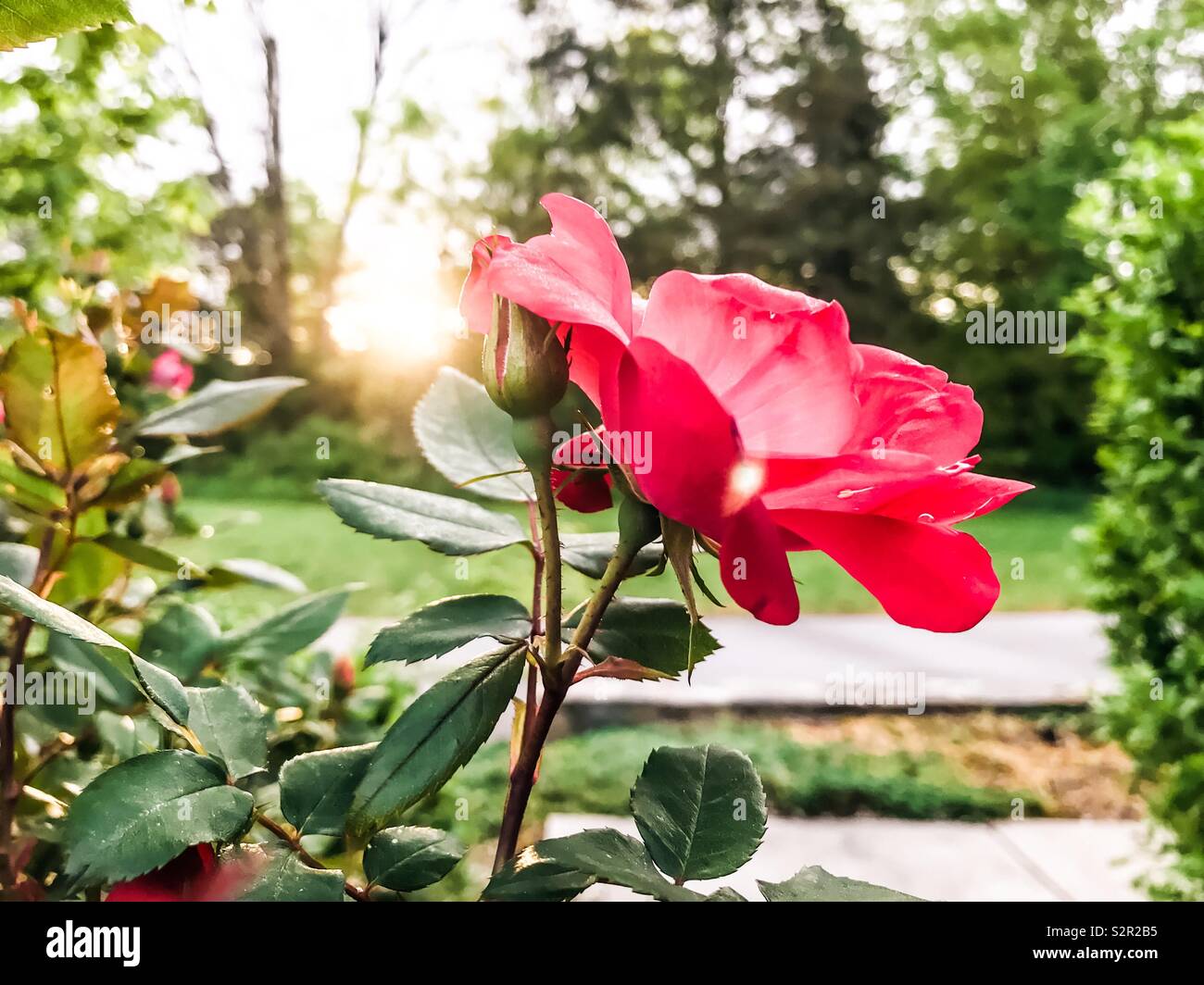 Photo de rose lumineux ouvert à côté de lever du soleil le matin de Pâques Banque D'Images