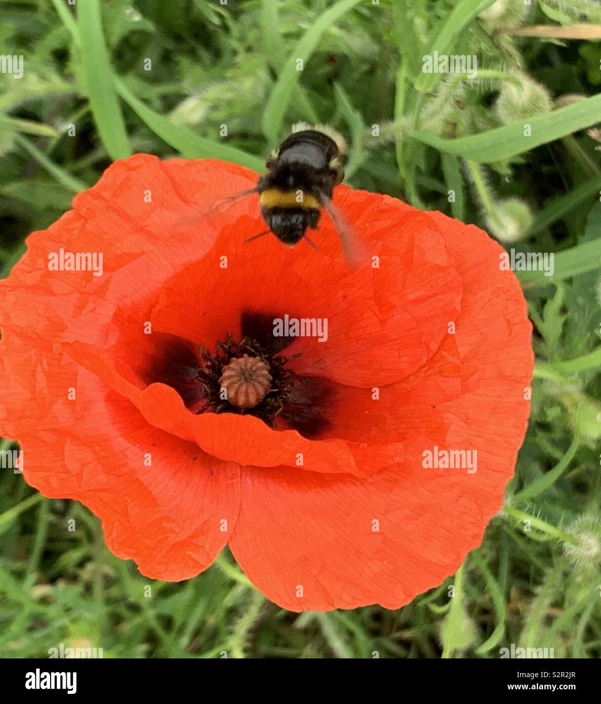 Abeille et coquelicot - Image de stock capturée avec un smartphone