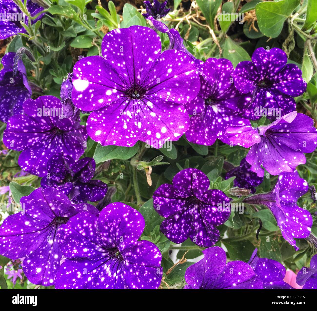 Ciel nocturne pétunias avec fleurs violettes et des taches blanches qui  rappellent un ciel étoilé Photo Stock - Alamy