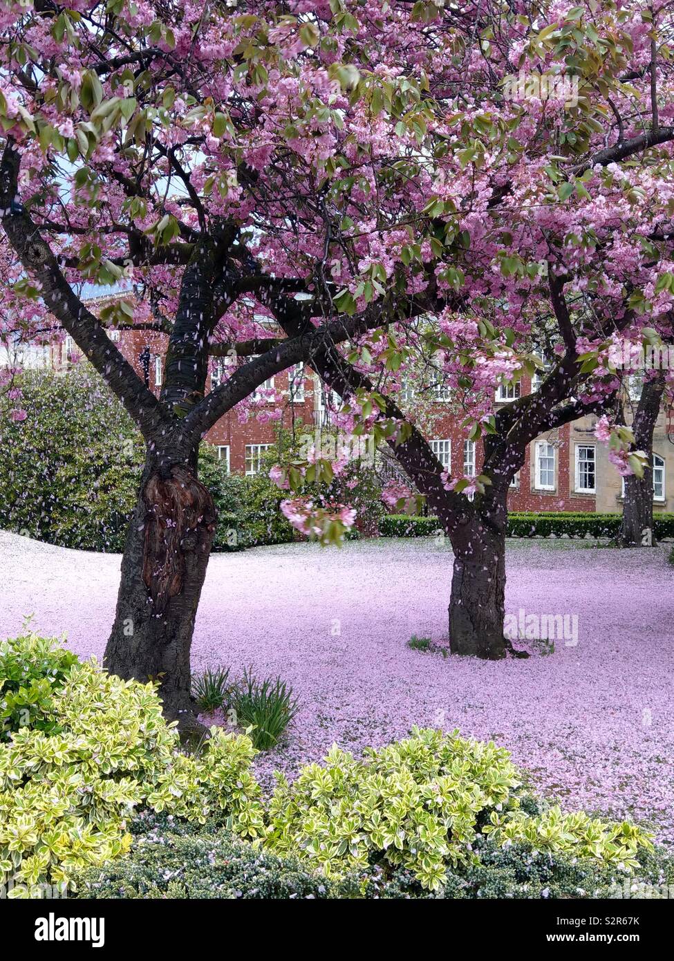 Cherry Blossom pris dans la brise crée un tapis de neige rose-comme - Image de stock capturée avec un smartphone