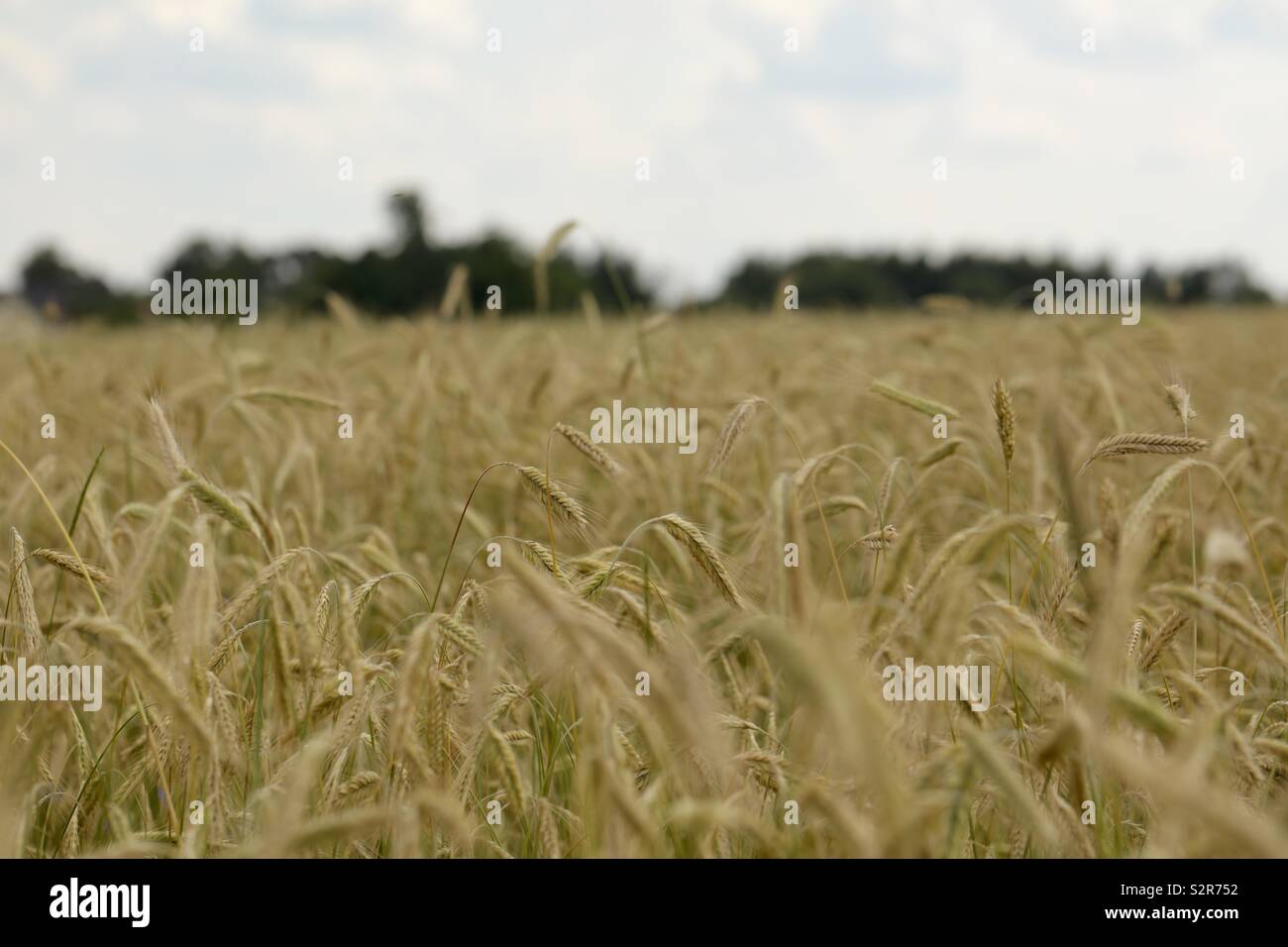 Le seigle, céréales prairie, champ de seigle, blé, avoine, Banque D'Images