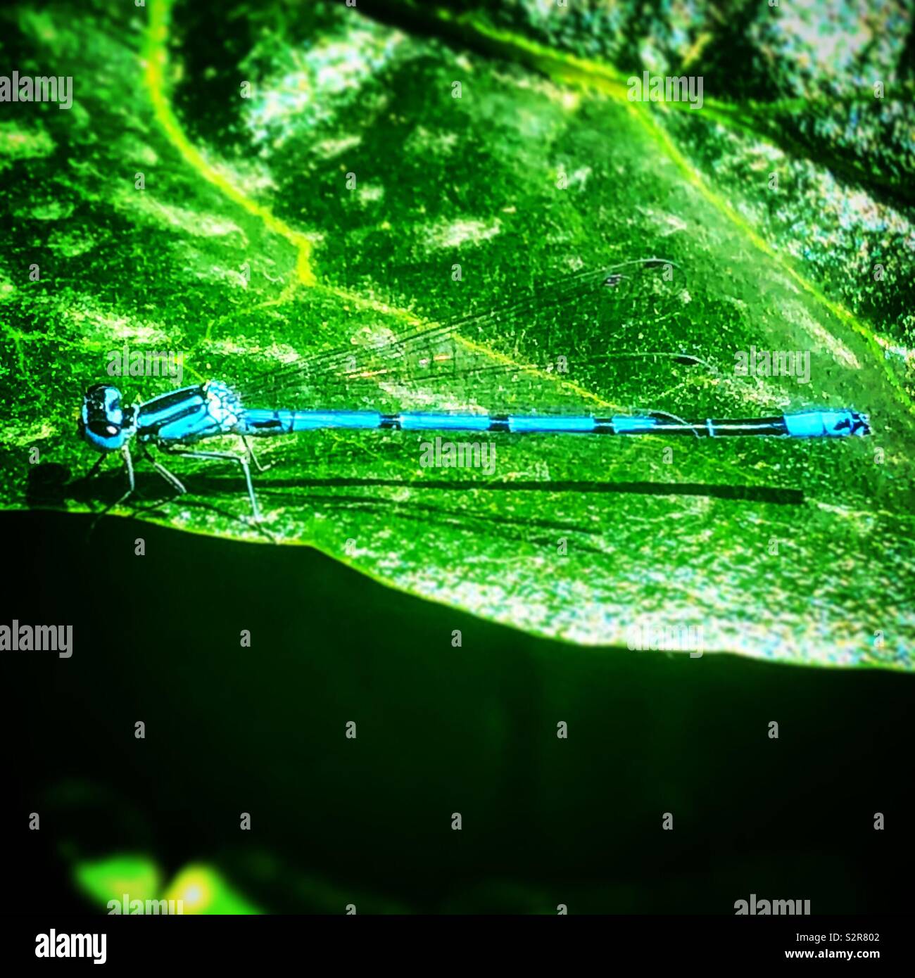 Aqua bleu libellule dans le jardin Banque D'Images