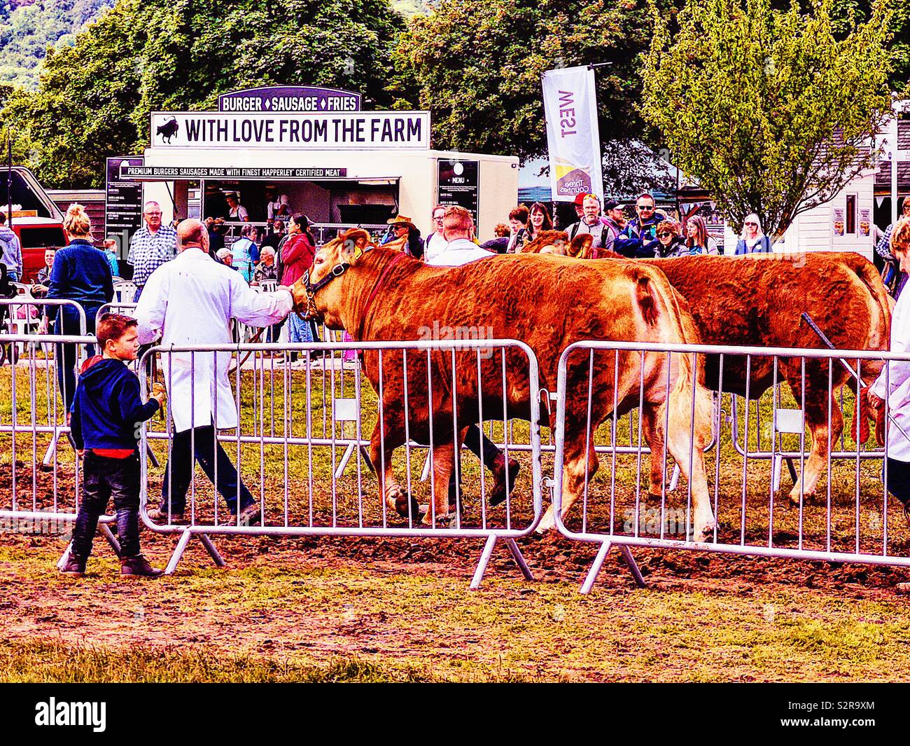 Highland cattle et handler, trois comtés Show, Malvern, Worcestershire, Angleterre. - Image de stock capturée avec un smartphone