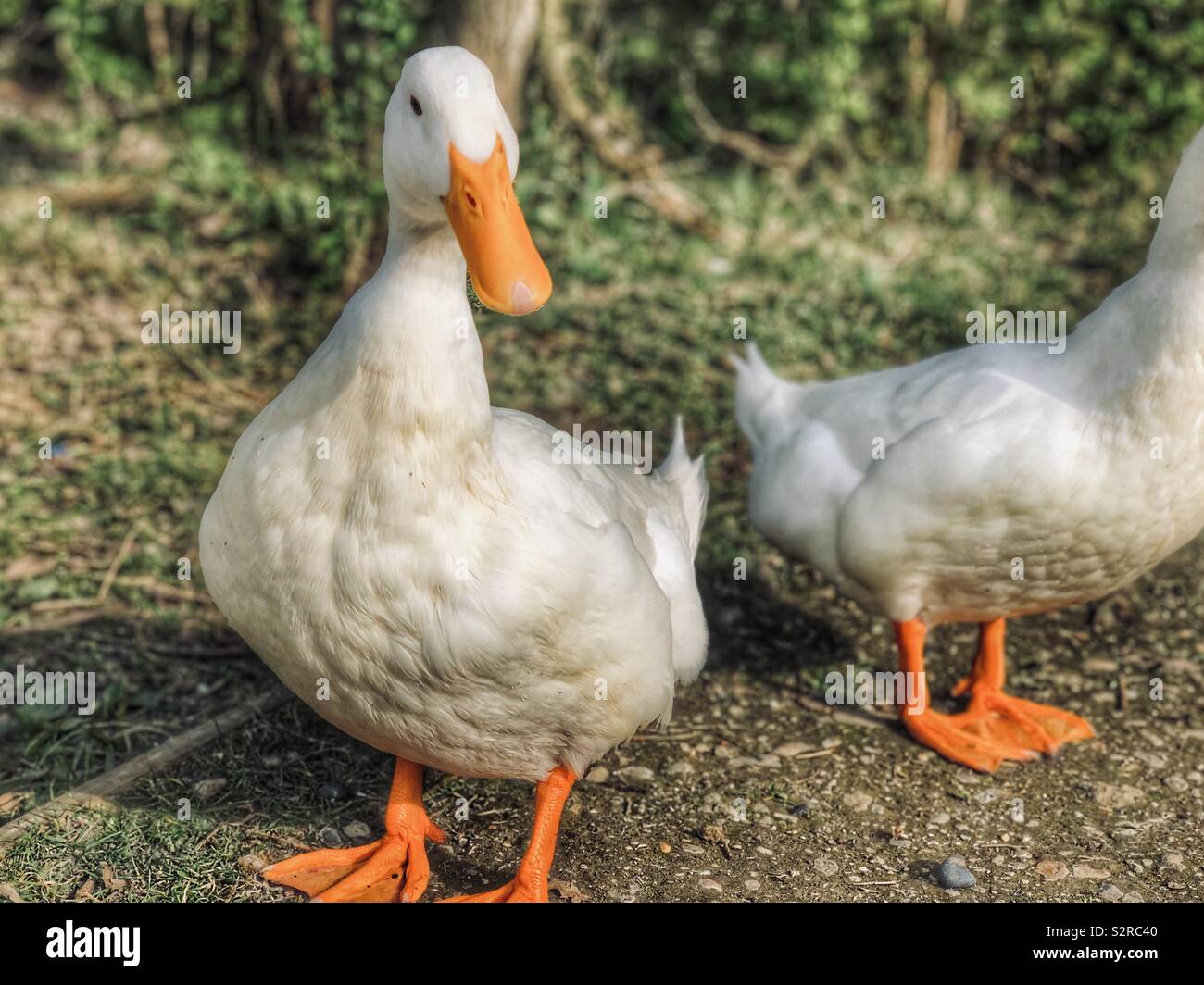 Portrait d'un canard de Pékin Banque D'Images
