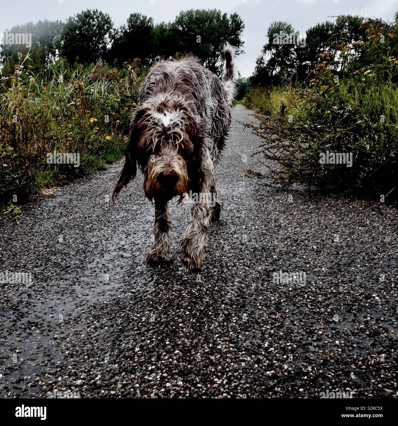 Chien sous la pluie Banque de photographies et d’images à haute résolution Alamy