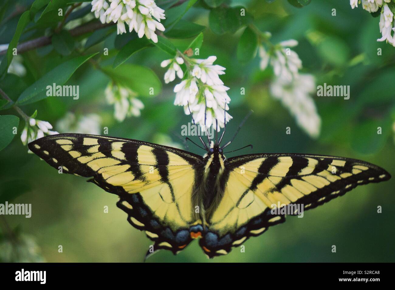 Les tiger swallowtail Banque D'Images