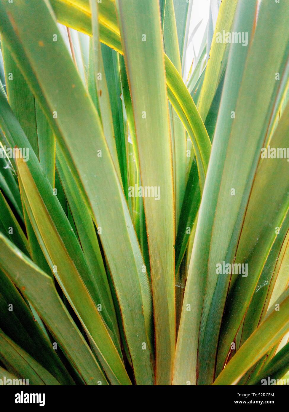 Les feuilles et les tiges des plantes depuis longtemps. Banque D'Images