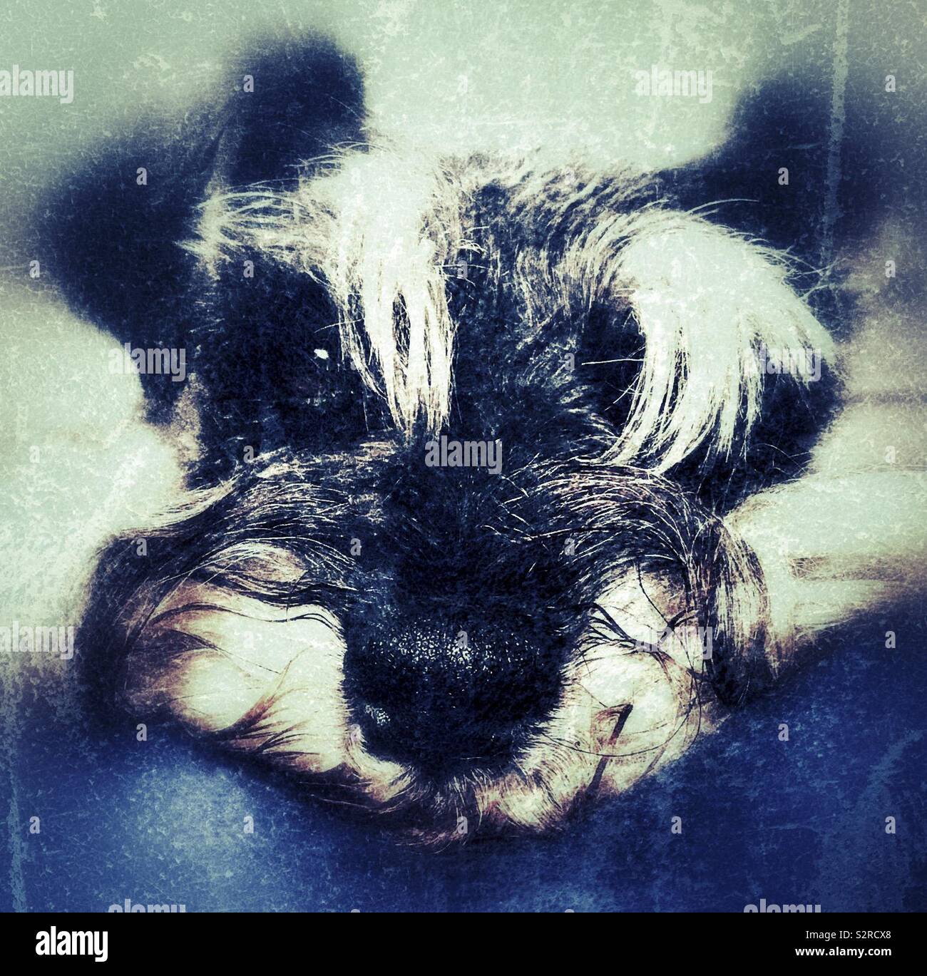 Chien Schnauzer nain reposant sur couverture bleue Banque D'Images