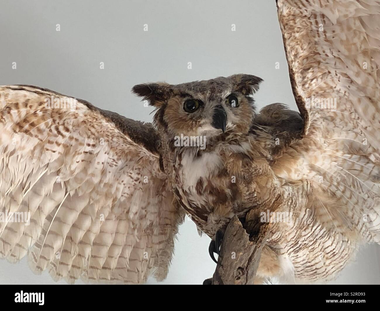 Hibou avec ailes déployées assis sur une corniche Banque D'Images