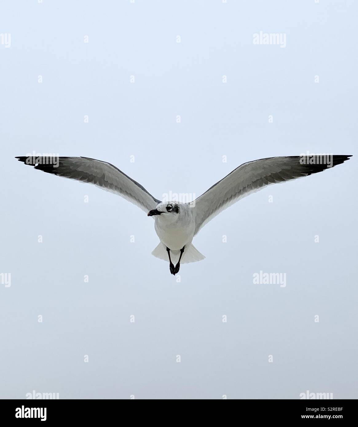 Gros plan du single white gull inflight avec ailes déployées - Image de stock capturée avec un smartphone