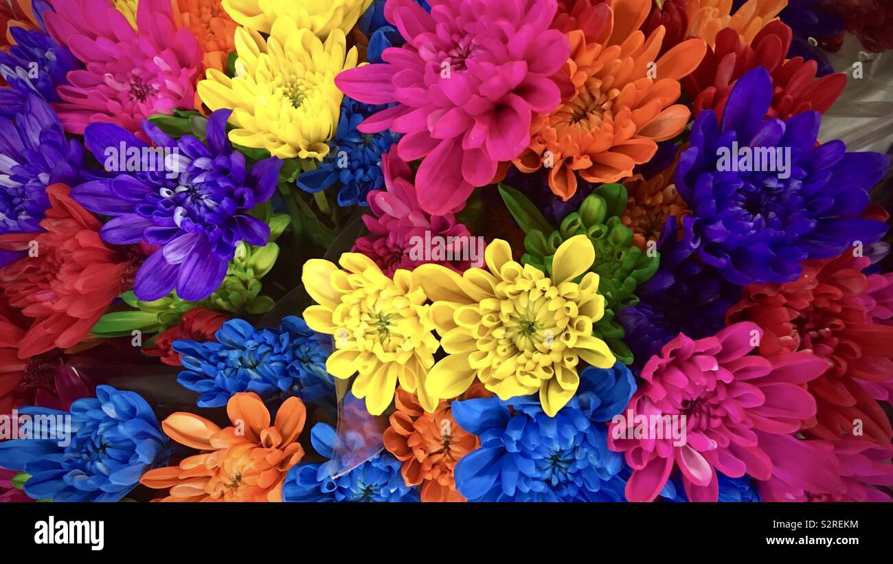Détail de chrysanthèmes colorés en bouquet - Image de stock capturée avec un smartphone