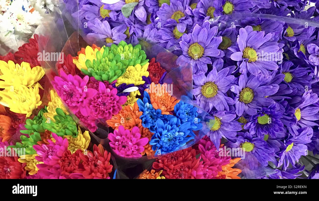 Détail de magnifiques bouquets de chrysanthèmes et marguerites - Image de stock capturée avec un smartphone