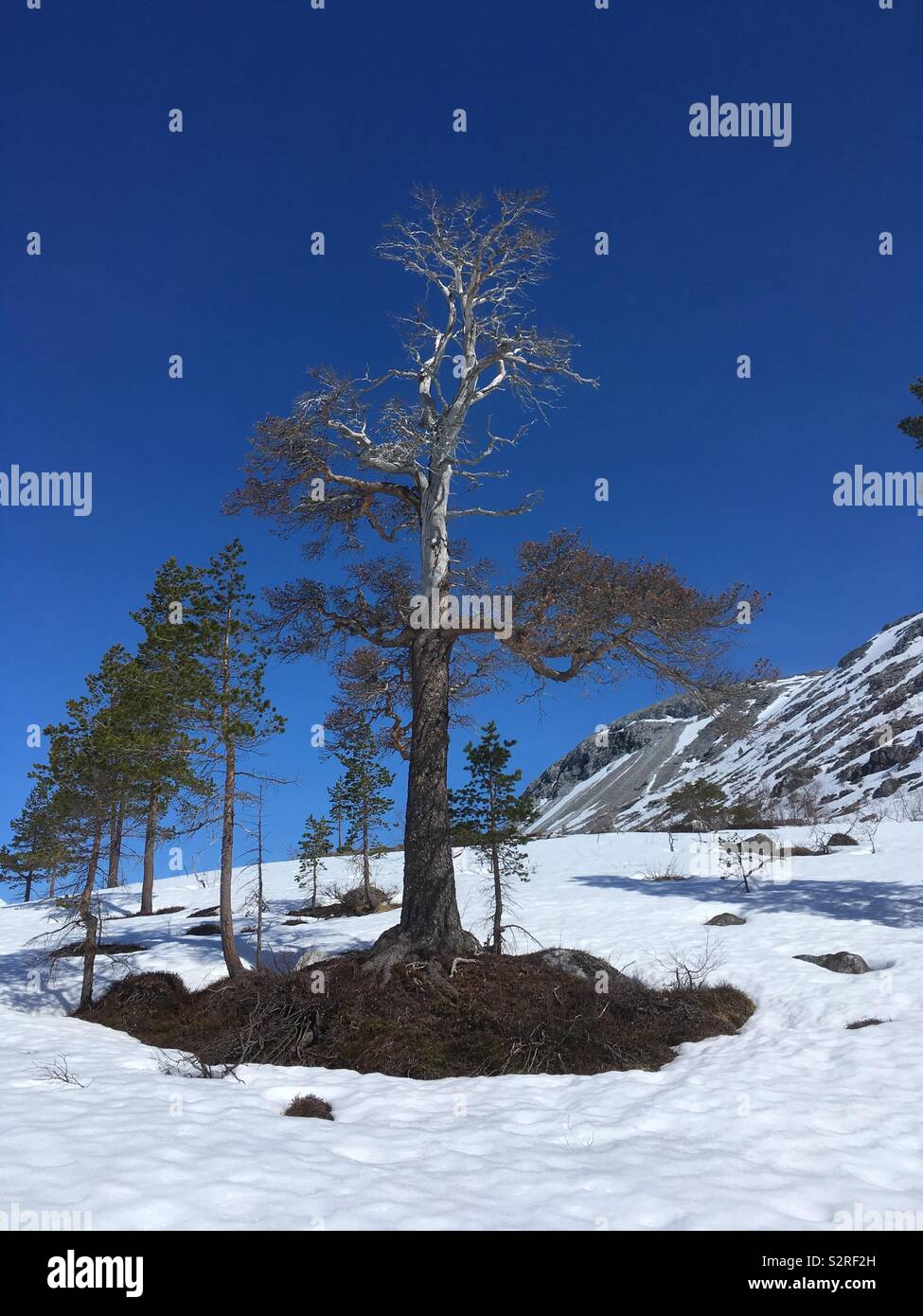 La fonte de neige autour d'un vieil arbre dans les montagnes au printemps. Banque D'Images