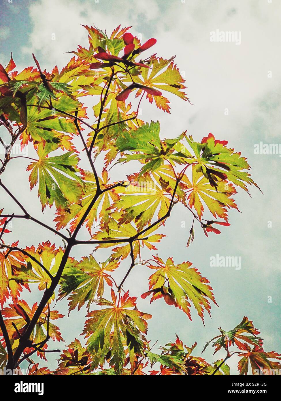Feuilles dentelées arbres Banque de photographies et d’images à haute — free download