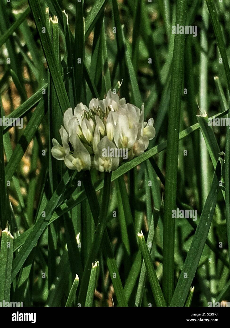 Trifolium repens, le trèfle blanc, le trèfle ladino, le trèfle, et le ladino en pleine floraison sur une pelouse avec de l'herbe ordinaire. Banque D'Images