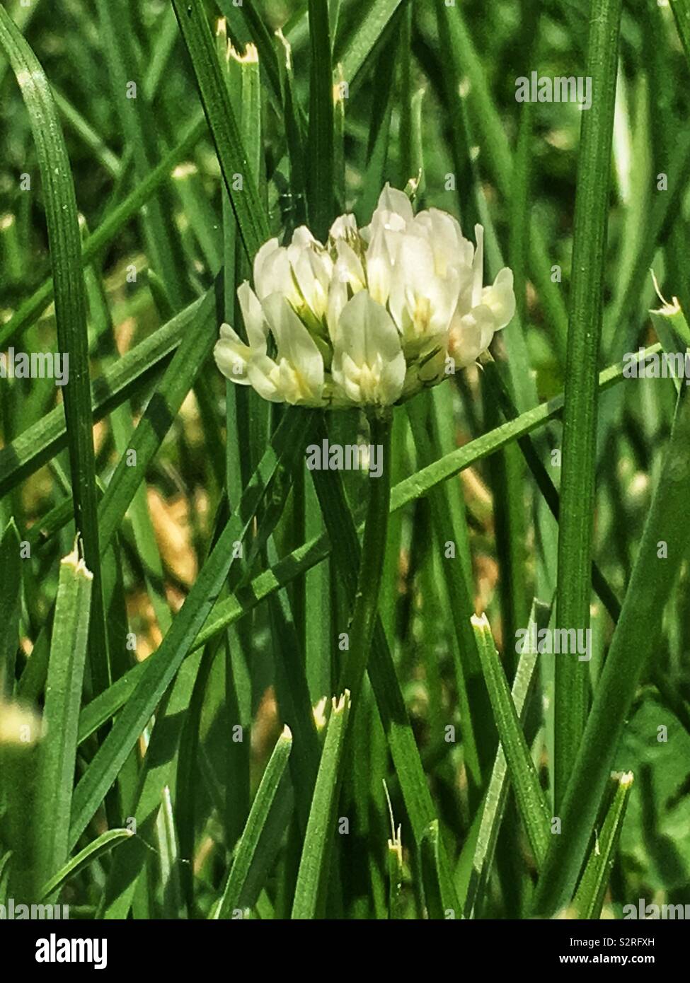 Trifolium repens, le trèfle blanc, le trèfle ladino, le trèfle, et le ladino en pleine floraison sur une pelouse avec de l'herbe ordinaire. - Image de stock capturée avec un smartphone