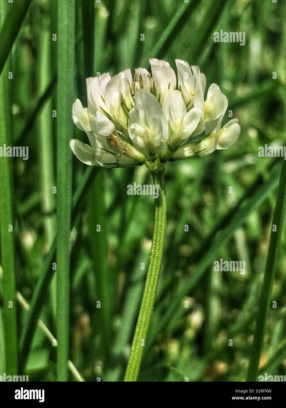 Trifolium repens, le trèfle blanc, le trèfle ladino, le trèfle, et le ladino en pleine floraison sur une pelouse avec de l'herbe ordinaire. - Image de stock capturée avec un smartphone