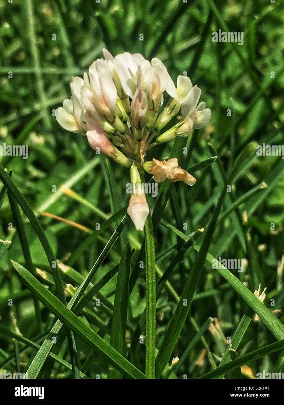 Trifolium repens, le trèfle blanc, le trèfle ladino, le trèfle, et le ladino en pleine floraison sur une pelouse avec de l'herbe ordinaire. - Image de stock capturée avec un smartphone
