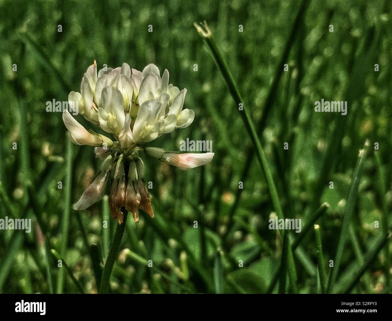 Trifolium repens, le trèfle blanc, le trèfle ladino, le trèfle, et le ladino en pleine floraison sur une pelouse avec de l'herbe ordinaire. - Image de stock capturée avec un smartphone