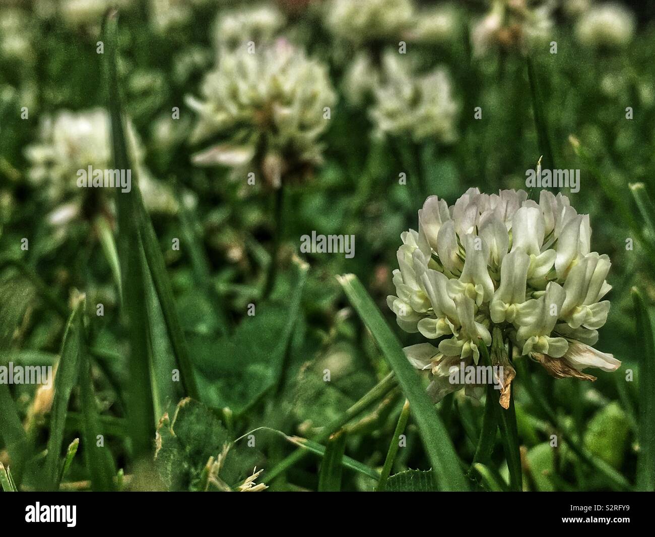 Trifolium repens, le trèfle blanc, le trèfle ladino, le trèfle, et le ladino en pleine floraison sur une pelouse avec de l'herbe ordinaire. - Image de stock capturée avec un smartphone