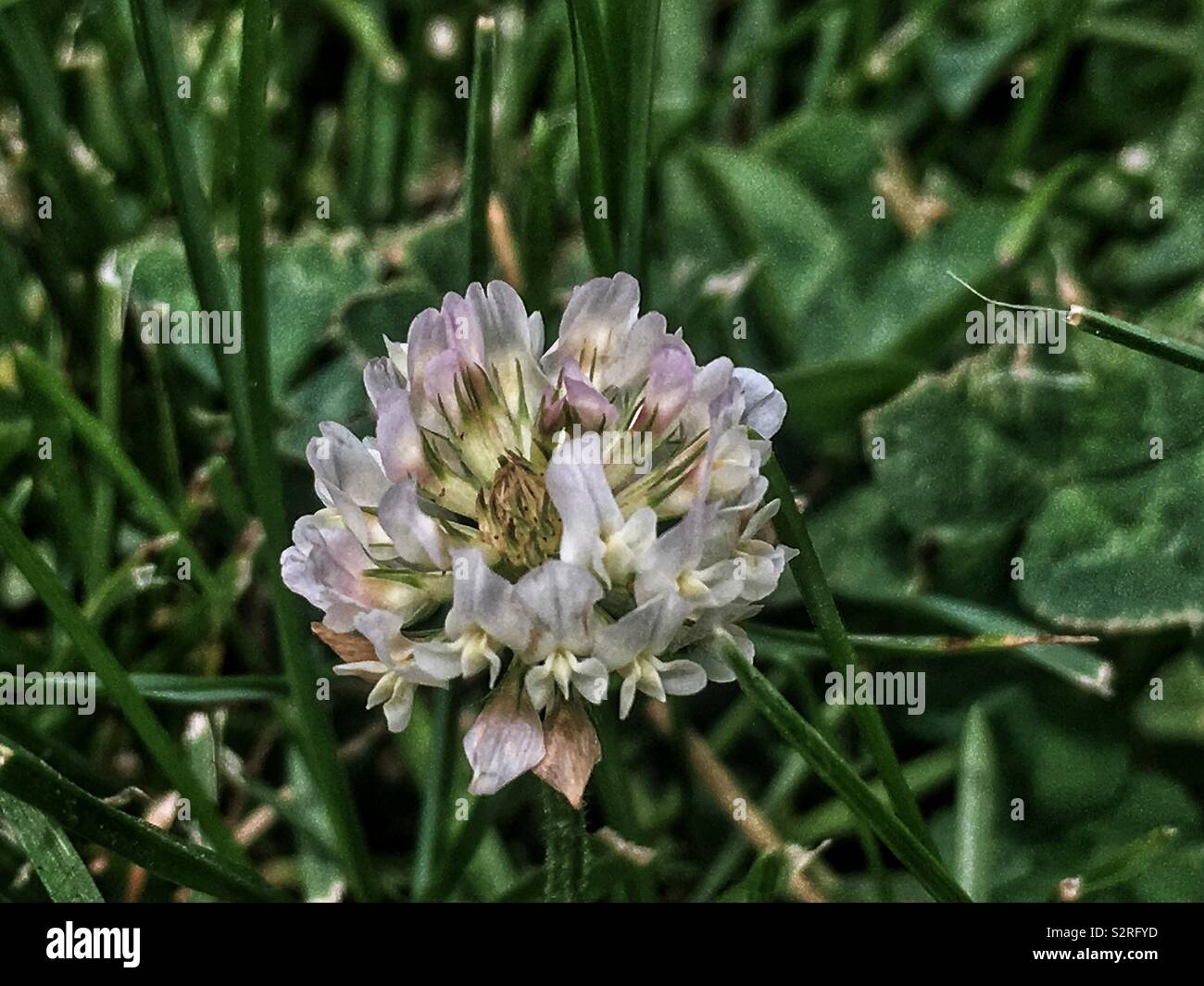Trifolium repens, le trèfle blanc, le trèfle ladino, le trèfle, et le ladino en pleine floraison sur une pelouse avec de l'herbe ordinaire. - Image de stock capturée avec un smartphone