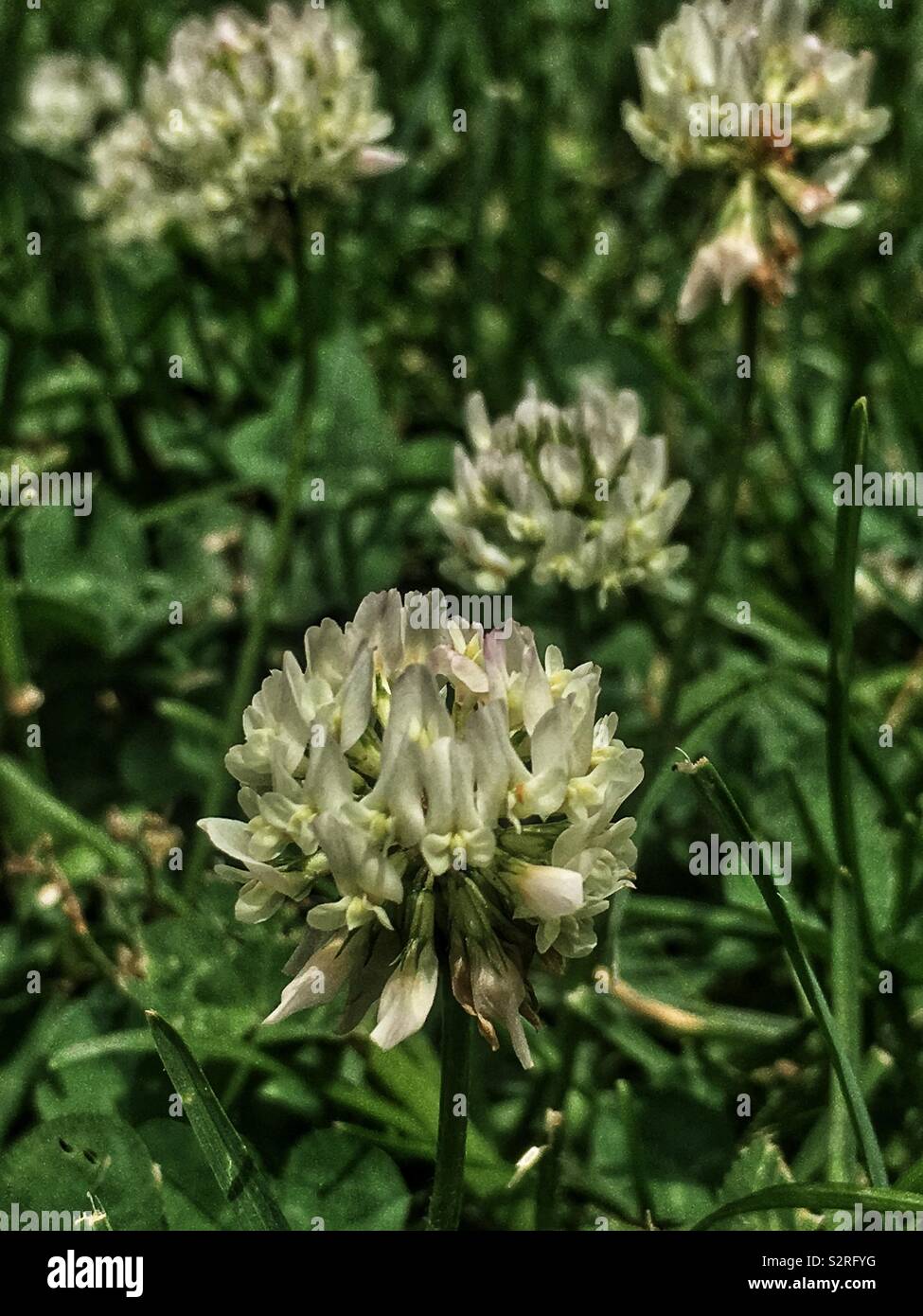 Trifolium repens, le trèfle blanc, le trèfle ladino, le trèfle, et le ladino en pleine floraison sur une pelouse avec de l'herbe ordinaire. - Image de stock capturée avec un smartphone