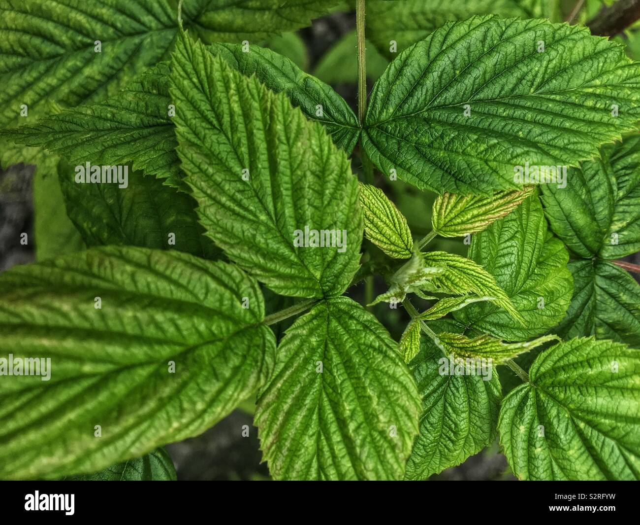 Framboises noires sauvages, chapeau noir, de framboise noire, de ronce, scotch cap, Rubus occidentalis feuilles vertes. Banque D'Images